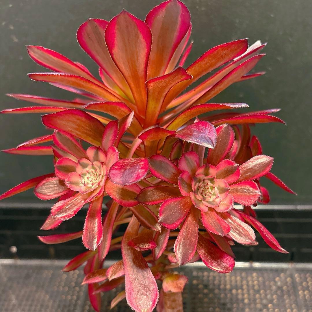 ❤️ みみ❤️さん専用 钵土付き出荷ゆうパック出荷