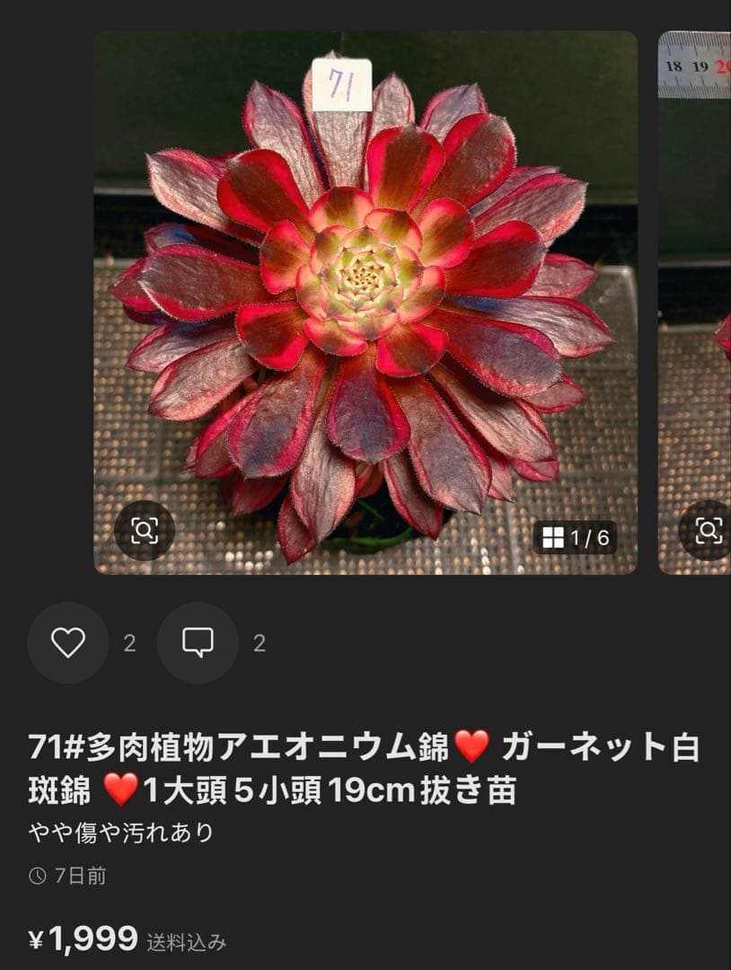 ❤️ みみ❤️さん専用 钵土付き出荷ゆうパック出荷