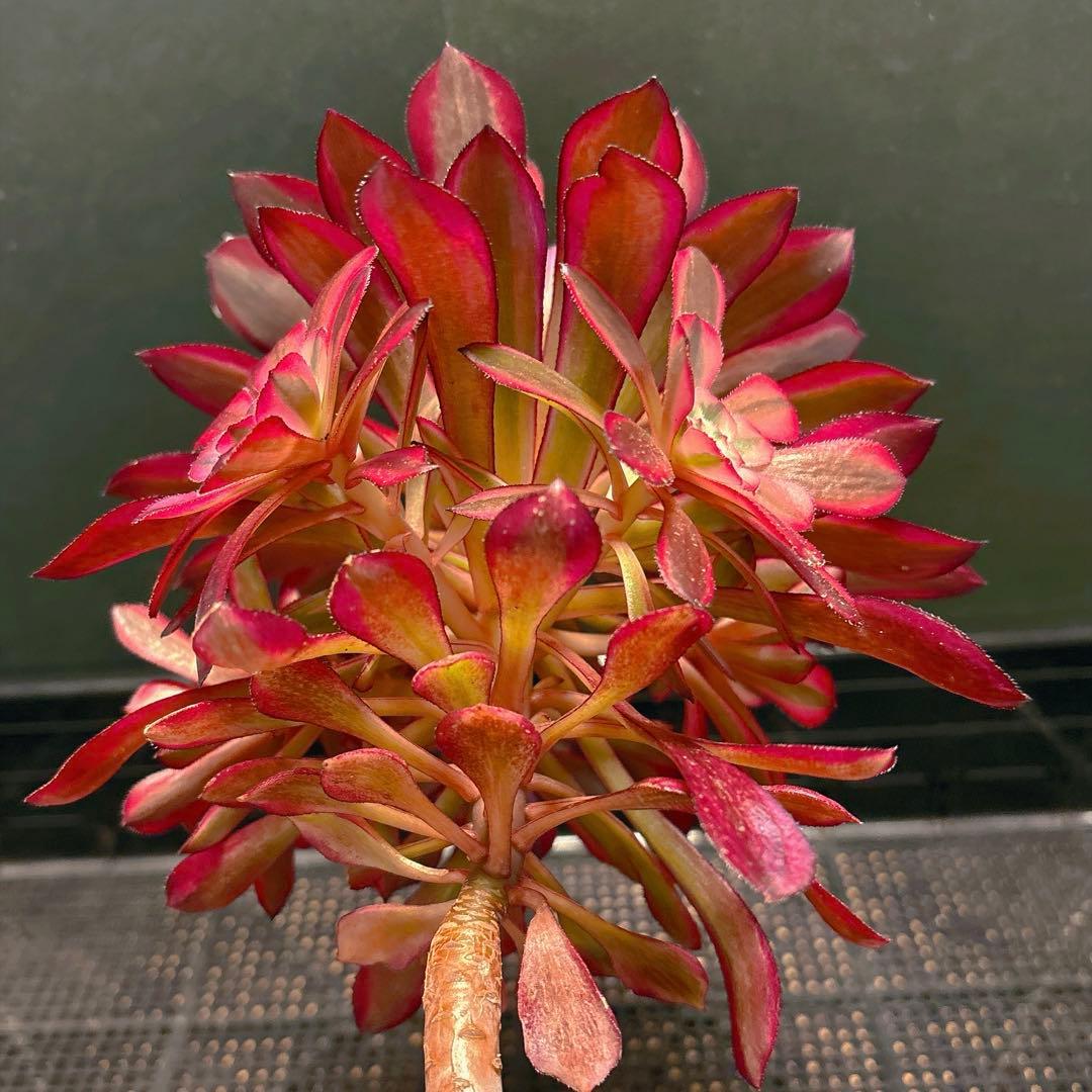 ❤️ みみ❤️さん専用 钵土付き出荷ゆうパック出荷