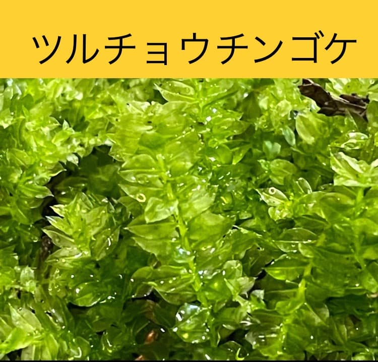 苔の種類　日替わり豪華コケ弁当