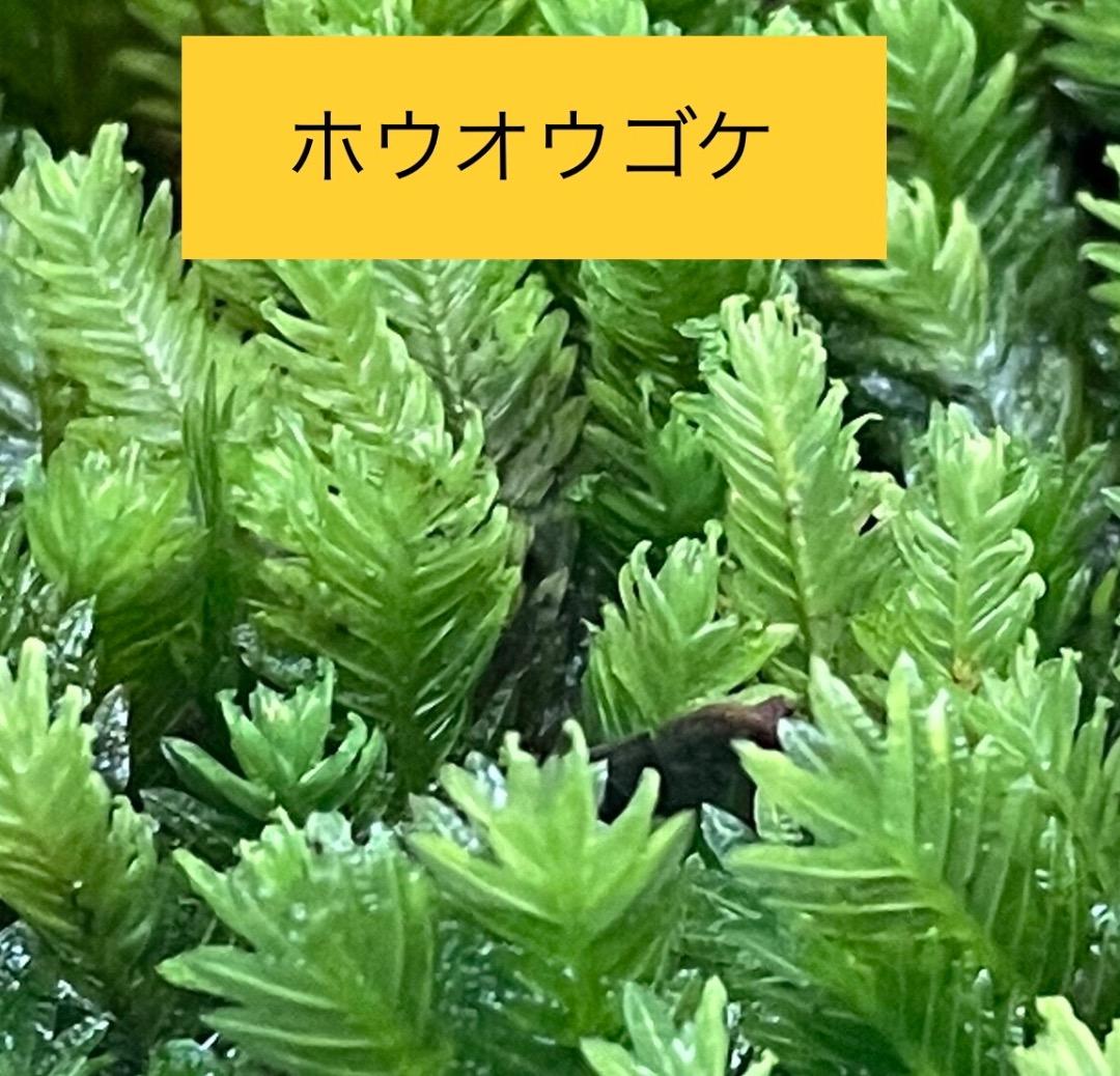 苔の種類　日替わり豪華コケ弁当