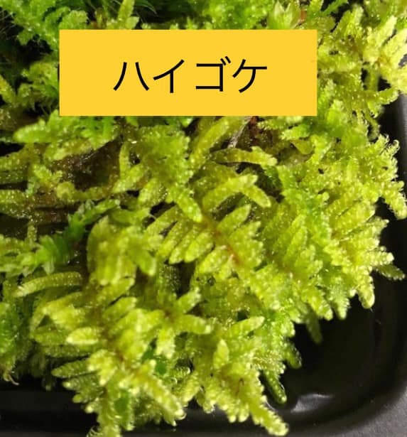 苔の種類　日替わり豪華コケ弁当