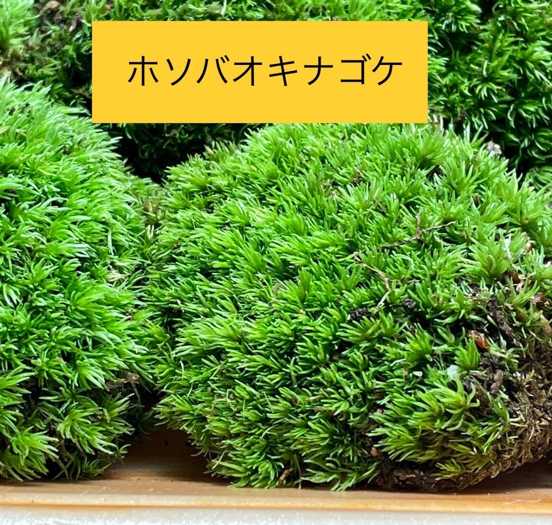 苔の種類　日替わり豪華コケ弁当