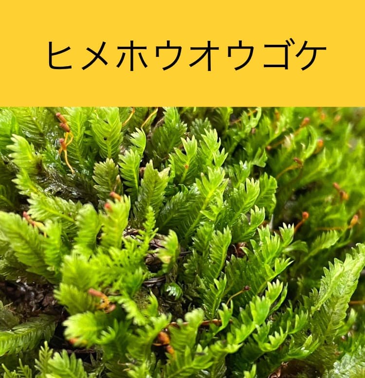 苔の種類　日替わり豪華コケ弁当