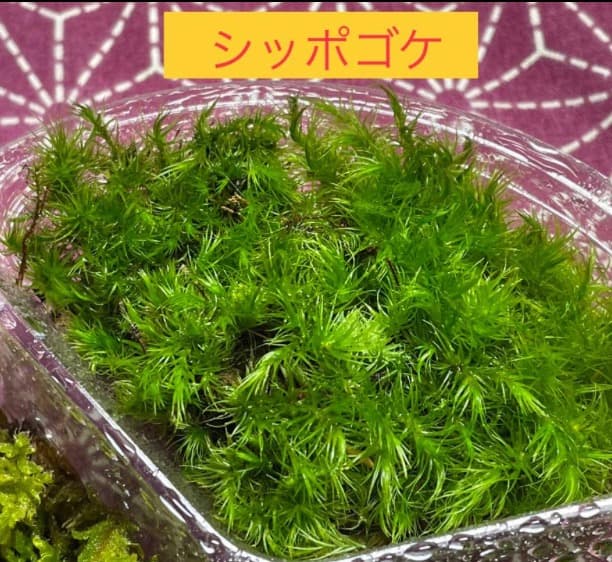 苔の種類　日替わり豪華コケ弁当