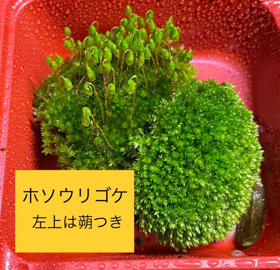 苔の種類　日替わり豪華コケ弁当