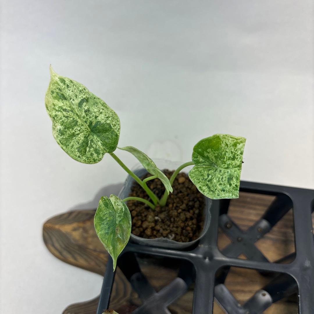 5株セットms122アロカシア・ドラゴンスケール・ミント・バリエガータ