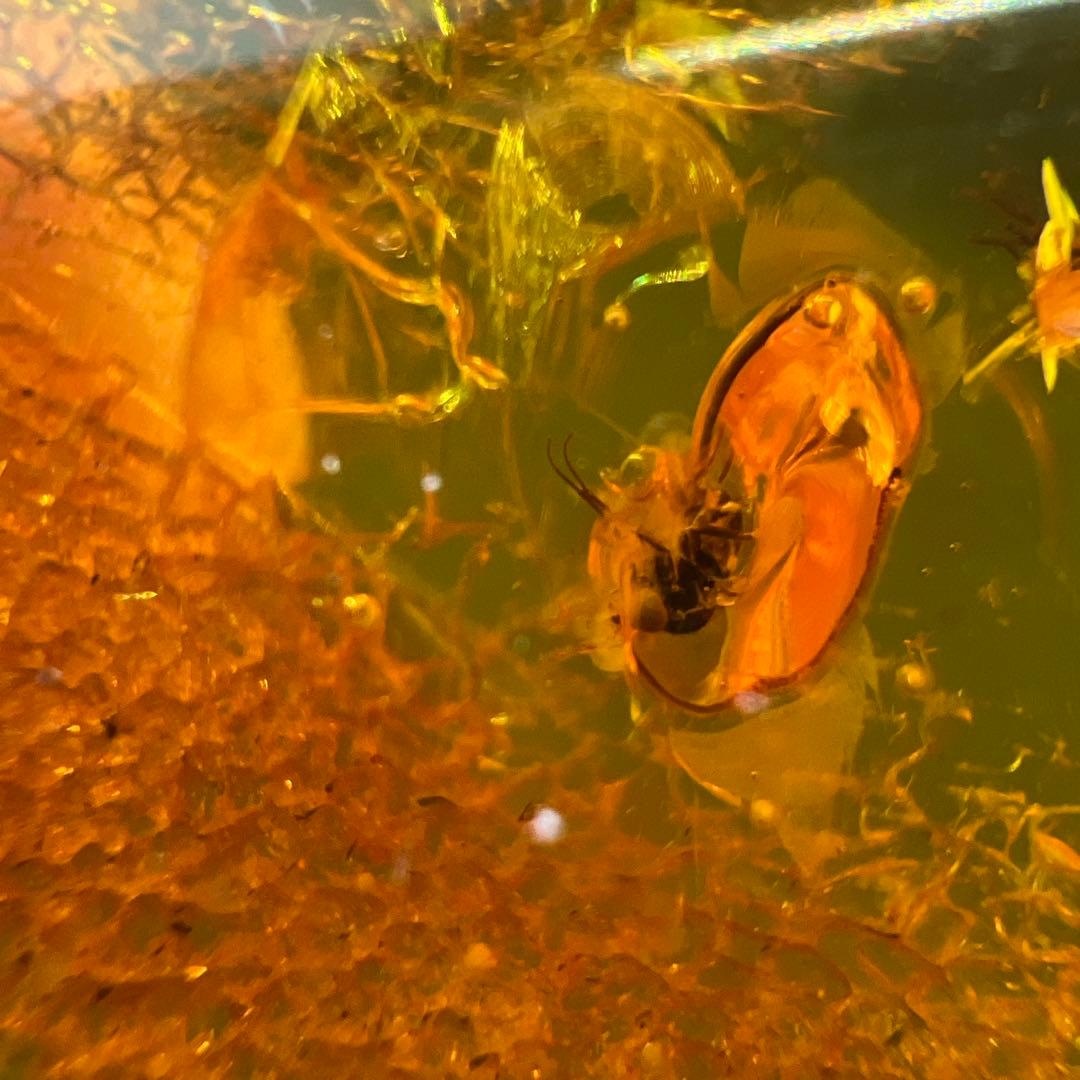 アンバー　琥珀『こはく』虫入りトップ　ペンダント本体長さ約6.5cm