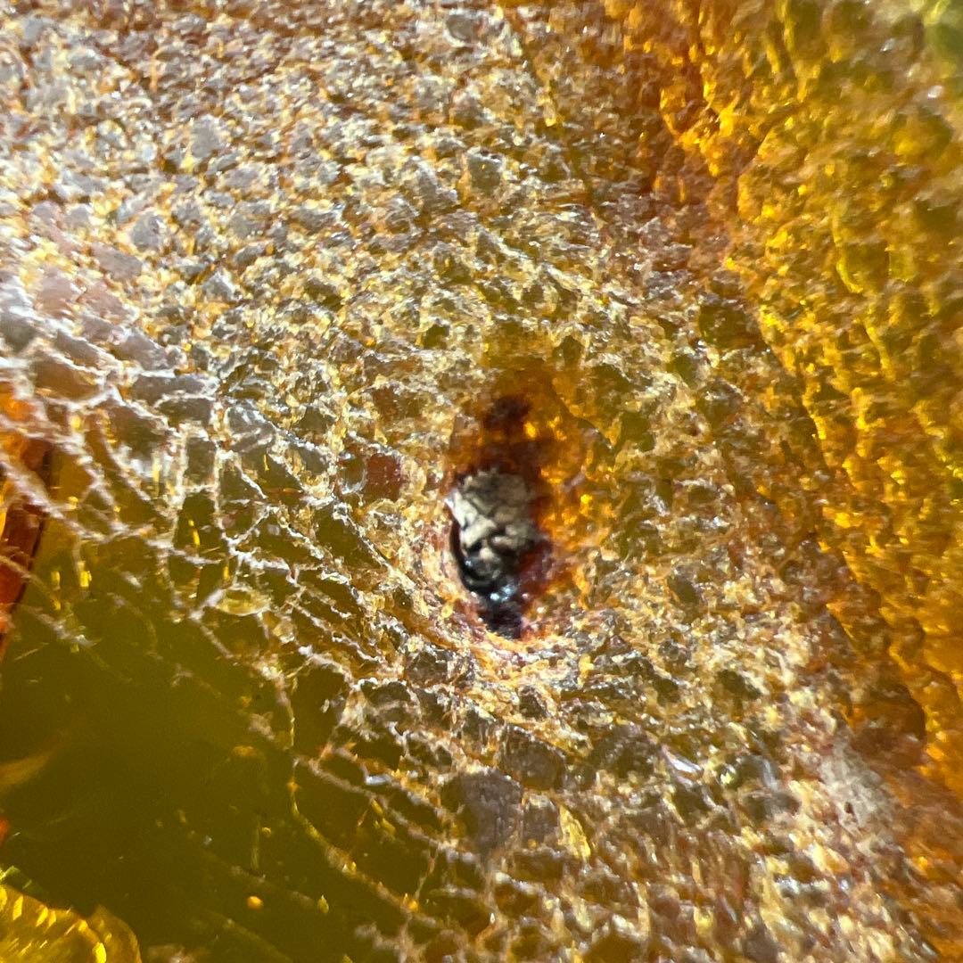 アンバー　琥珀『こはく』虫入りトップ　ペンダント本体長さ約6.5cm