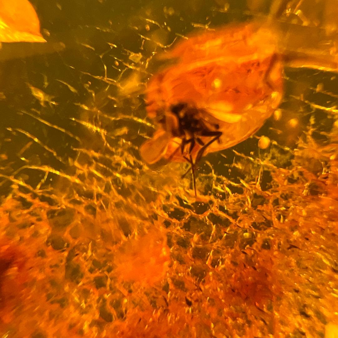 アンバー　琥珀『こはく』虫入りトップ　ペンダント本体長さ約6.5cm