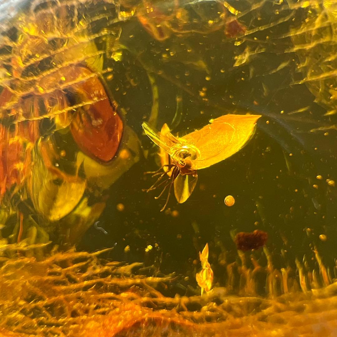 アンバー　琥珀『こはく』虫入りトップ　ペンダント本体長さ約6.5cm