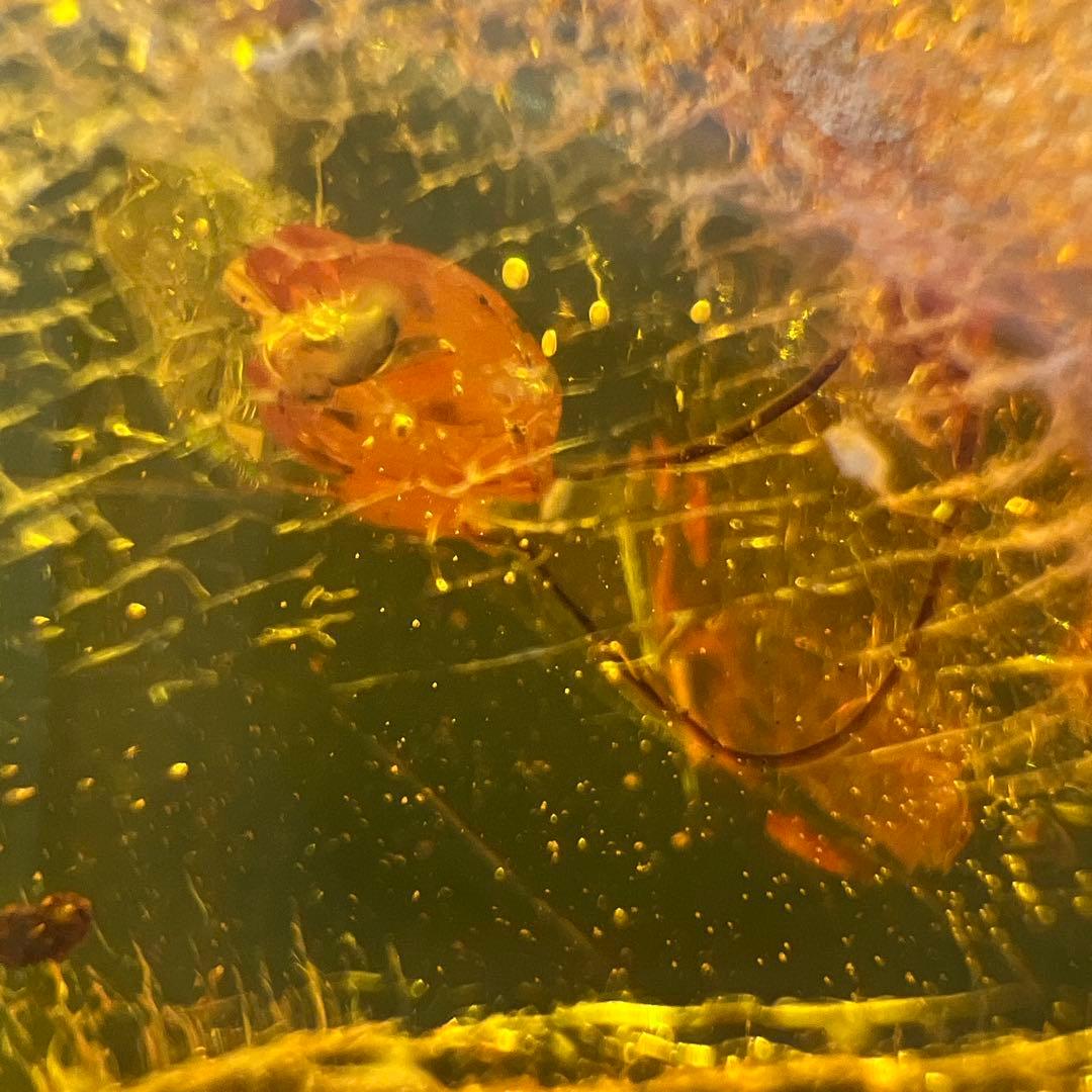 アンバー　琥珀『こはく』虫入りトップ　ペンダント本体長さ約6.5cm