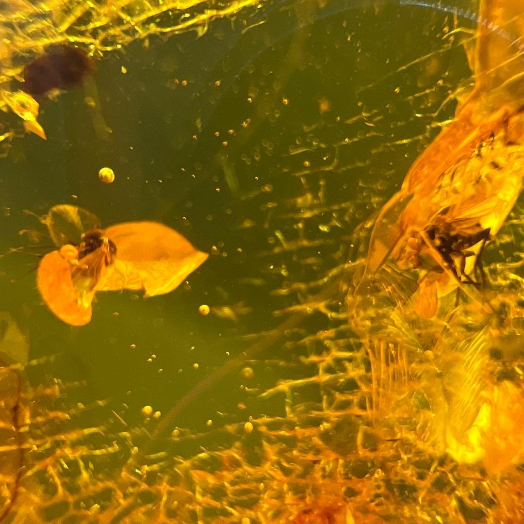 アンバー　琥珀『こはく』虫入りトップ　ペンダント本体長さ約6.5cm