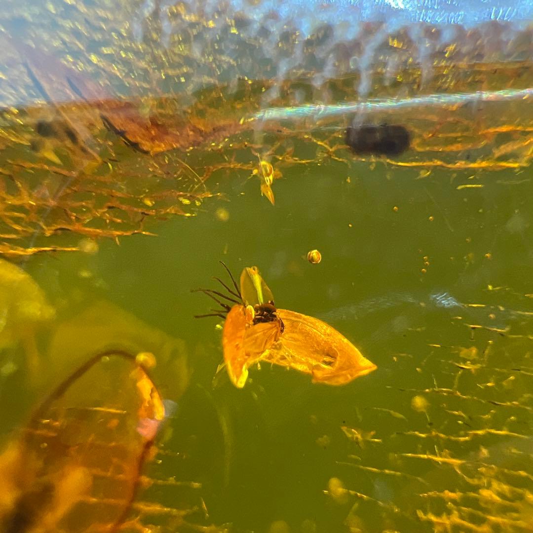 アンバー　琥珀『こはく』虫入りトップ　ペンダント本体長さ約6.5cm