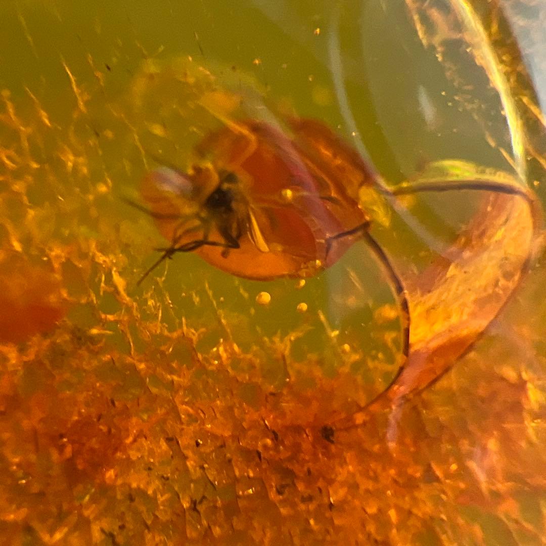 アンバー　琥珀『こはく』虫入りトップ　ペンダント本体長さ約6.5cm