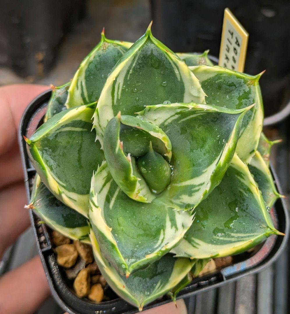 年越セール】アガベ ピクシー ティンカーベル錦③曲棘八荒雷神付き