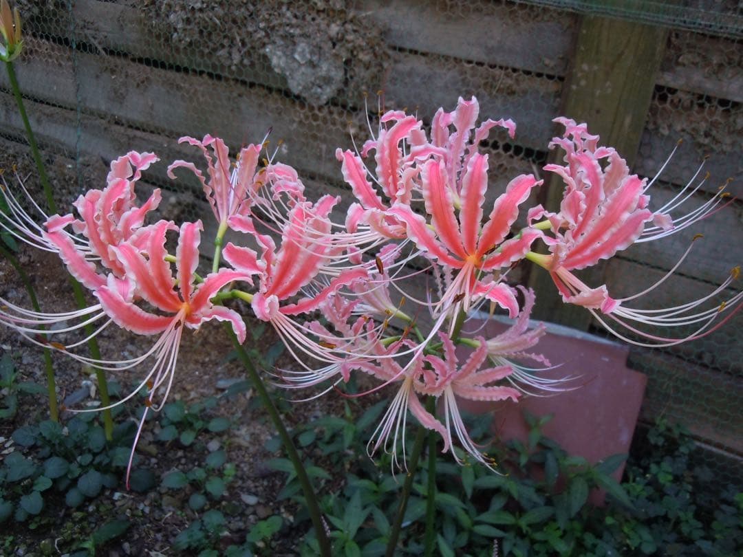 リコリス超希少品種「酔舞龍」(すいぶりゅう)