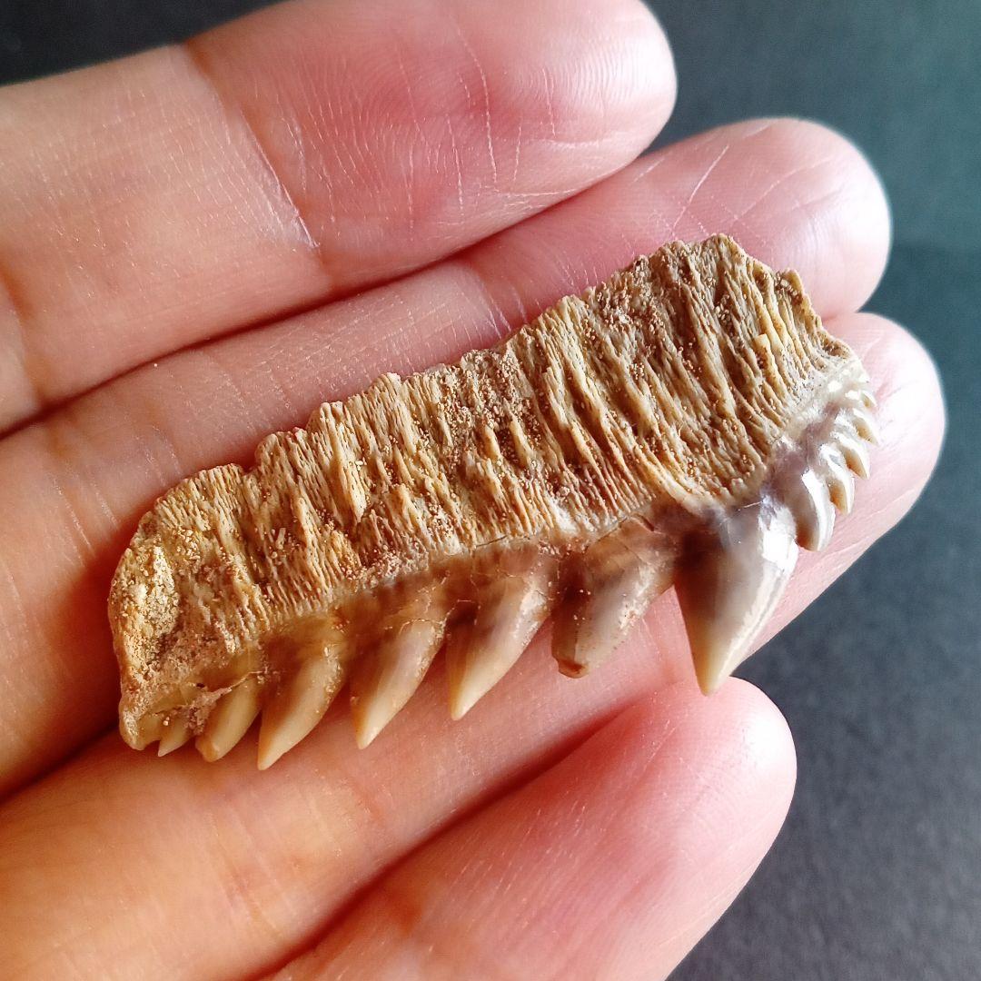 化石　骨格　標本　サメの歯　エビスザメ　希少種　セブンギルシャーク