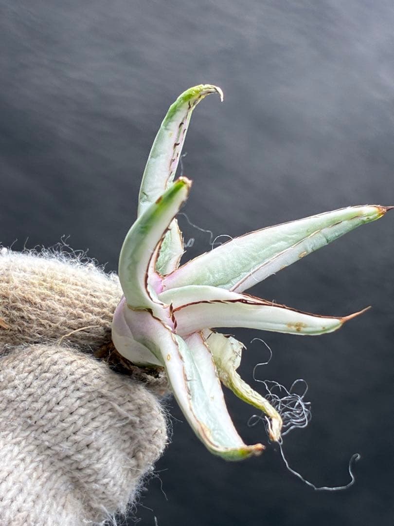 アガベ 「氷山」 笹の雪 White Rhino 極白超美品 變異錦 - メルカリ