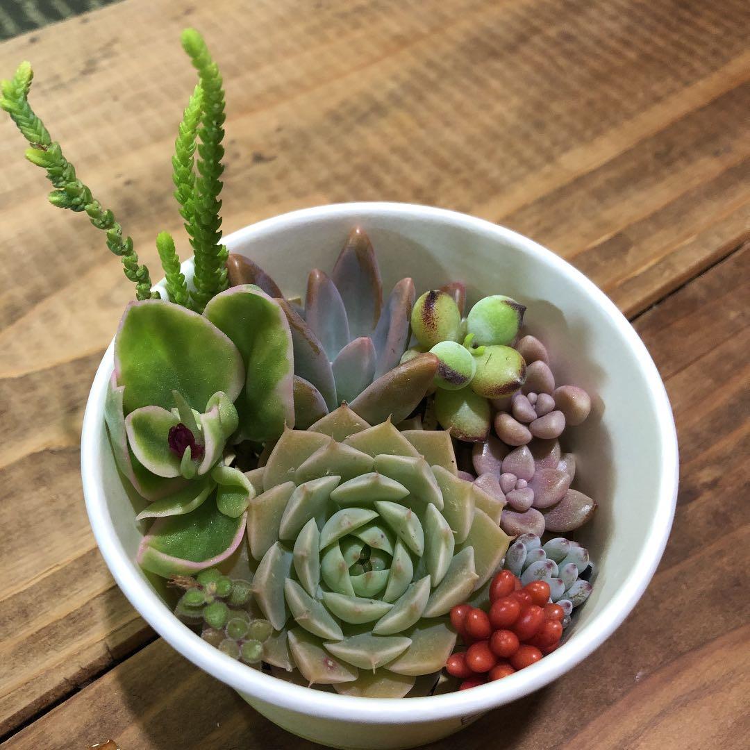 masa2311‼️ 多肉植物　カット苗　気まぐれセット