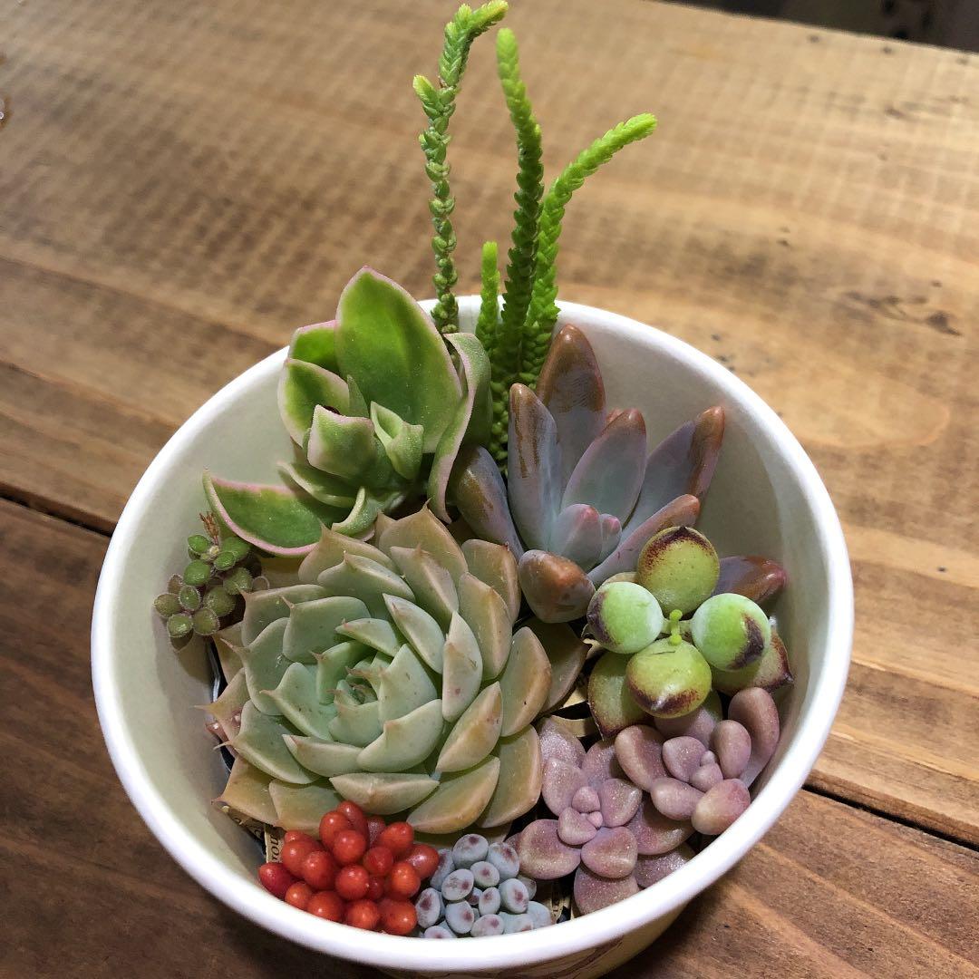 masa2311‼️ 多肉植物　カット苗　気まぐれセット
