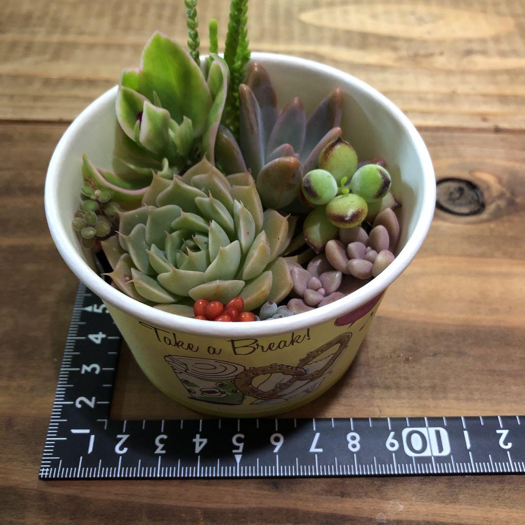 masa2311‼️ 多肉植物　カット苗　気まぐれセット