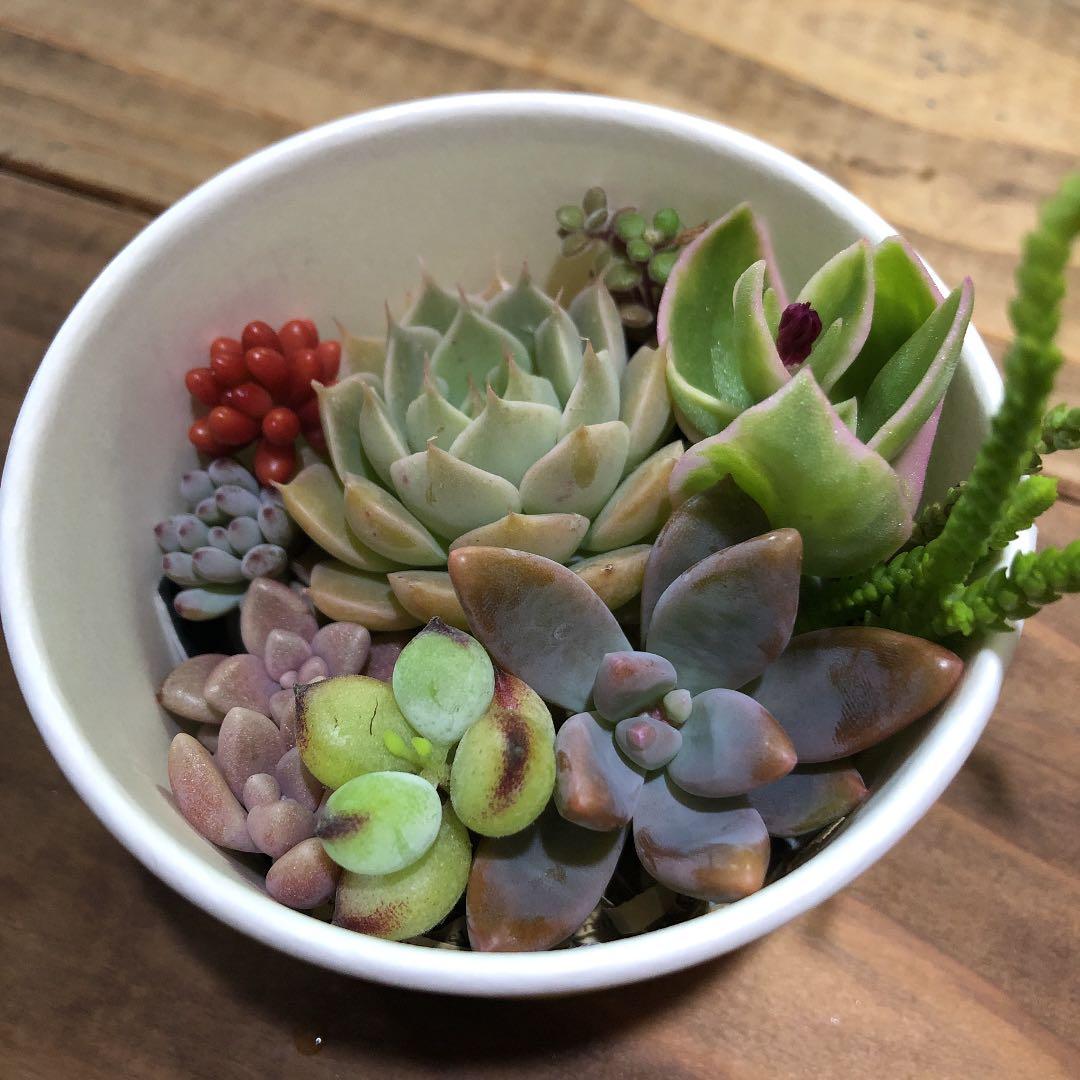 masa2311‼️ 多肉植物　カット苗　気まぐれセット