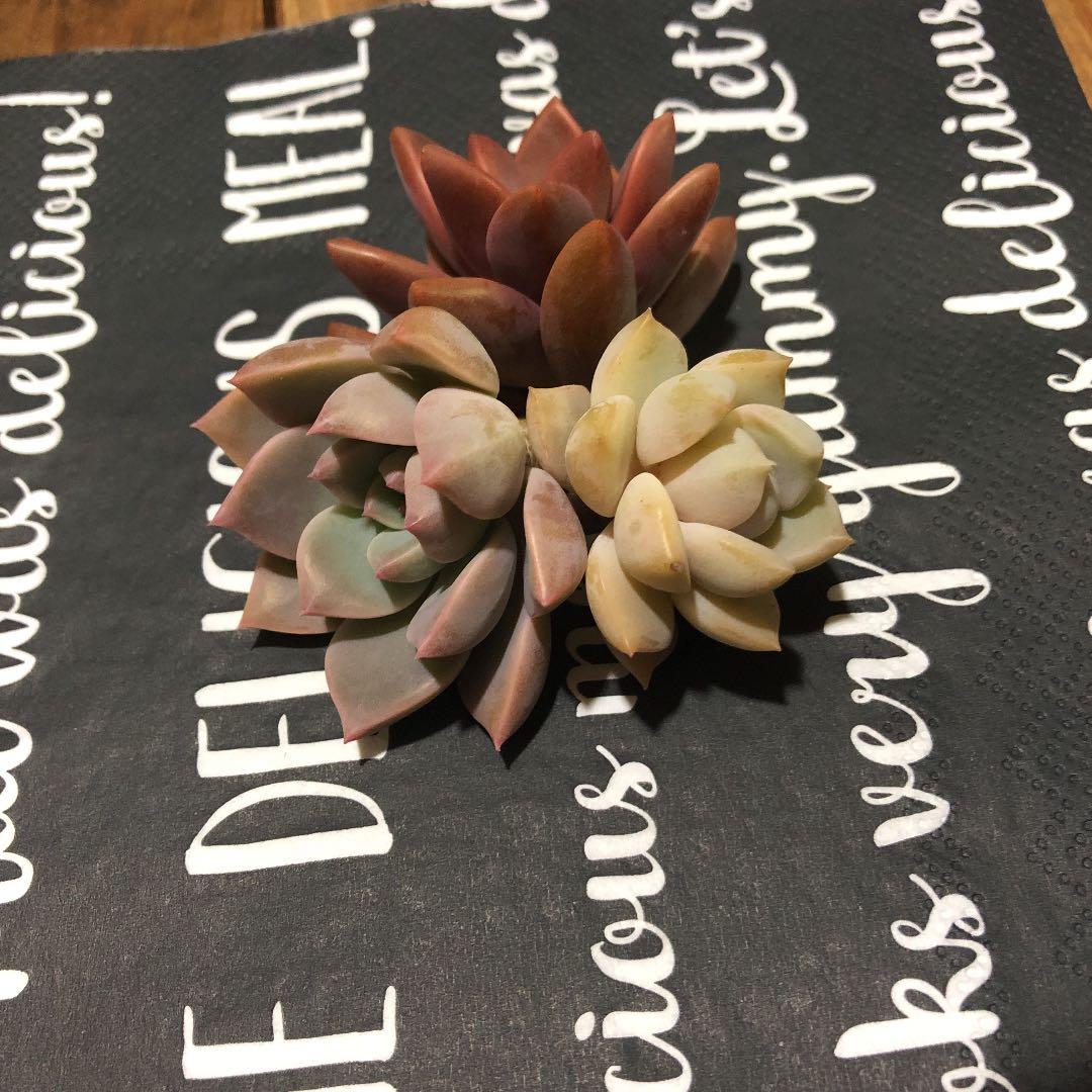 masa2311‼️ 多肉植物　カット苗　気まぐれセット