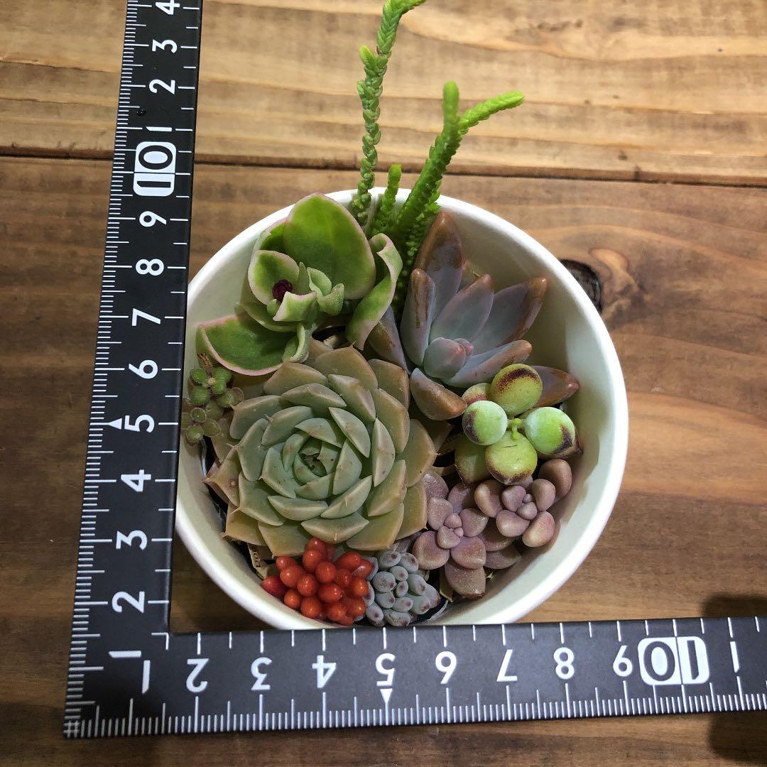 masa2311‼️ 多肉植物　カット苗　気まぐれセット