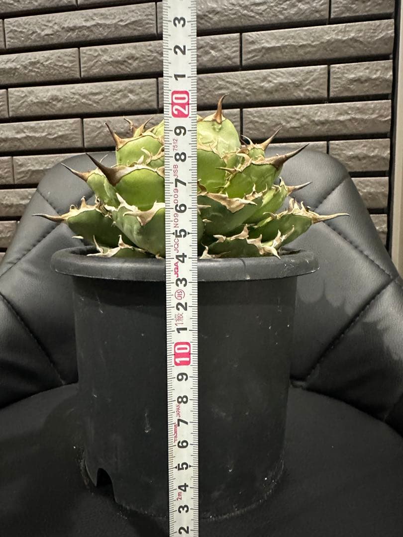 アガベ 約20cm 黒鉢付き