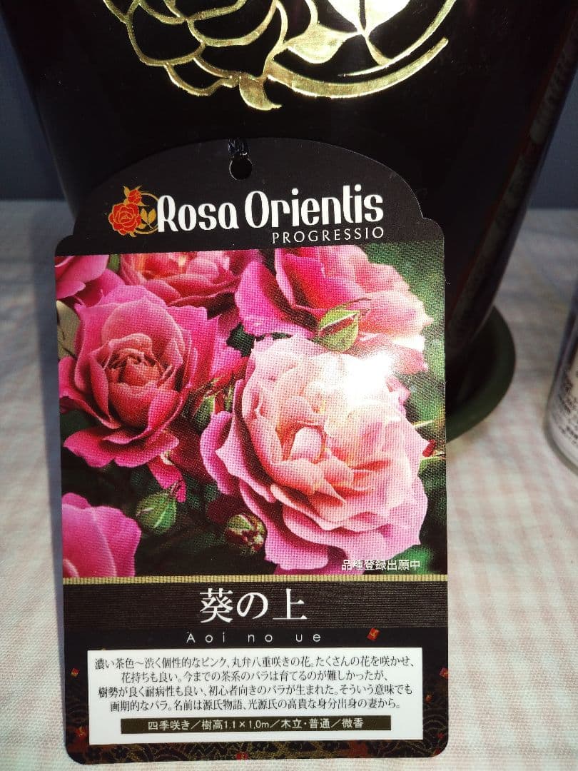 葵の上（あおいのうえ）初心者向き　四季咲き　正規苗 ６号鉢