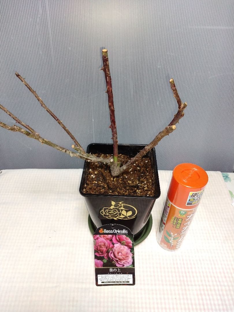 葵の上（あおいのうえ）初心者向き　四季咲き　正規苗 ６号鉢