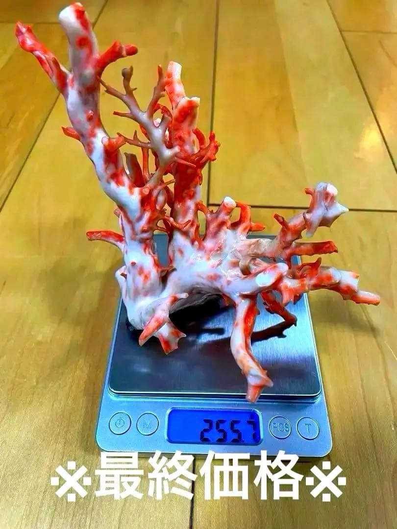 珊瑚原木　本珊瑚　宝石珊瑚　珊瑚置物　サンゴ　置物　桃珊瑚