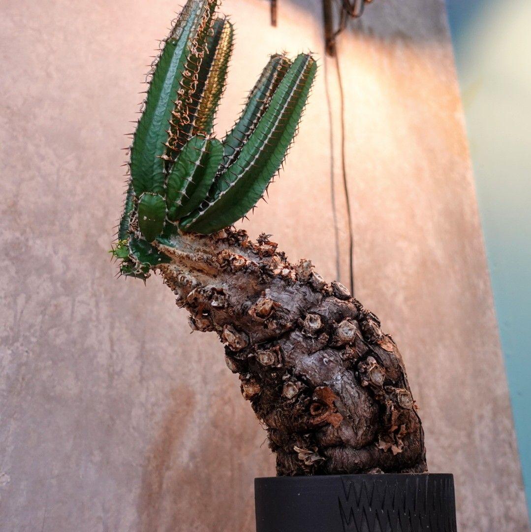 o*e様 【発根済・XXL】激シブ！！ユーフォルビア・ムランジーナ/プラ鉢