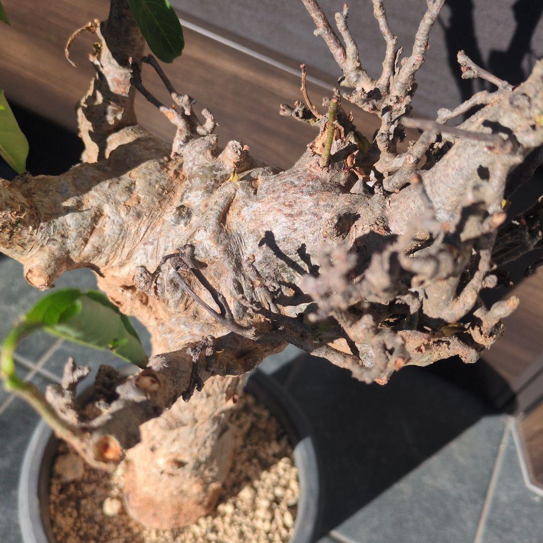 超特大 アダンソニア ディギタ バオバブ 塊根 パキプス コーデックス