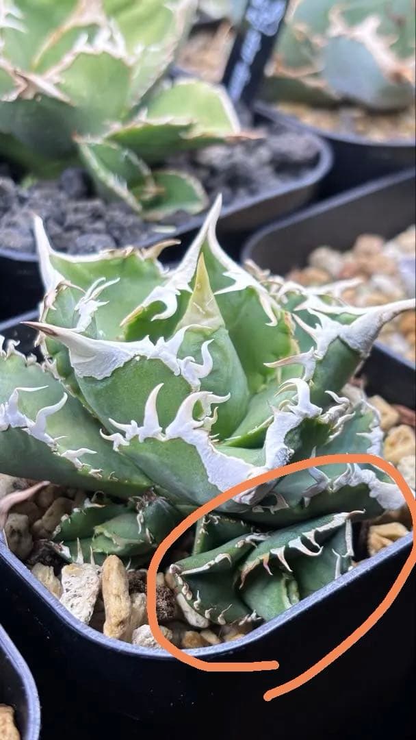 【発根済み】アガベ　大白鯊 ホホジロサメ (検索)IVORY wa,白狂刺