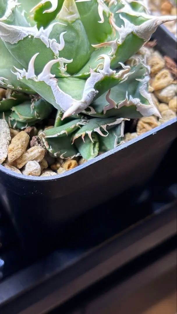 【発根済み】アガベ　大白鯊 ホホジロサメ (検索)IVORY wa,白狂刺