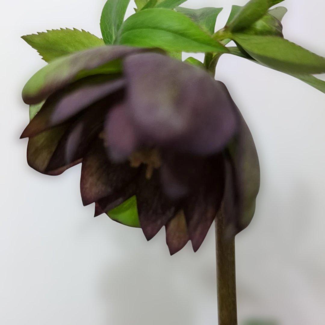 大木ナーセリー❤️ クリスマスローズ❤️ トルカータス✕ボスニア交配❤️