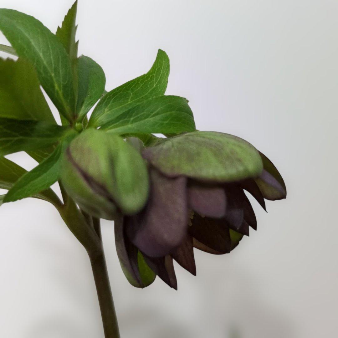 大木ナーセリー❤️ クリスマスローズ❤️ トルカータス✕ボスニア交配❤️