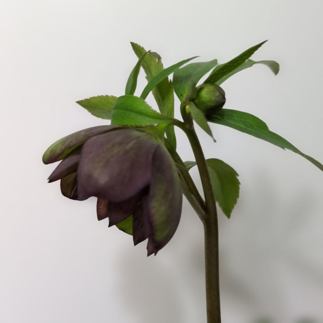 大木ナーセリー❤️ クリスマスローズ❤️ トルカータス✕ボスニア交配❤️