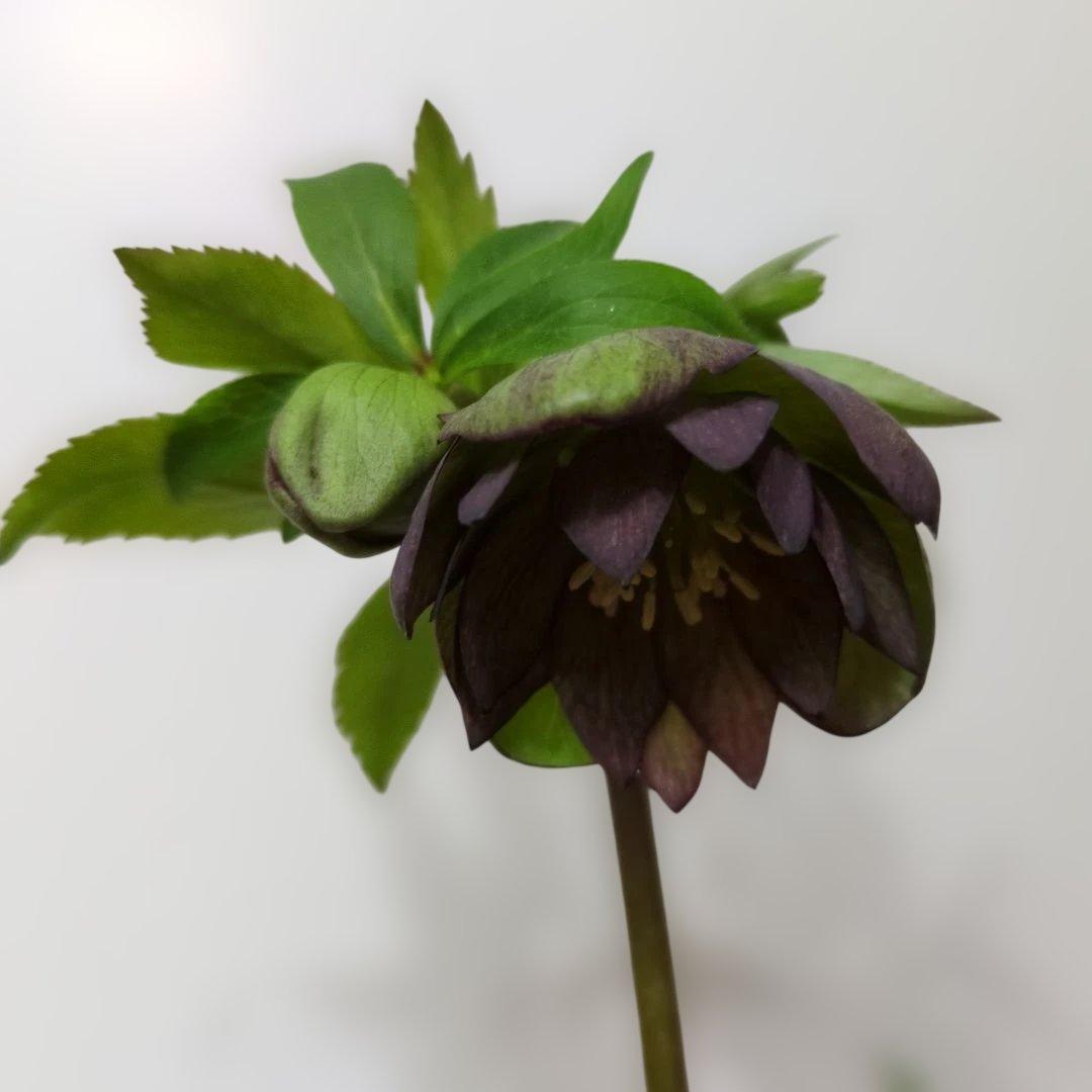 大木ナーセリー❤️ クリスマスローズ❤️ トルカータス✕ボスニア交配❤️