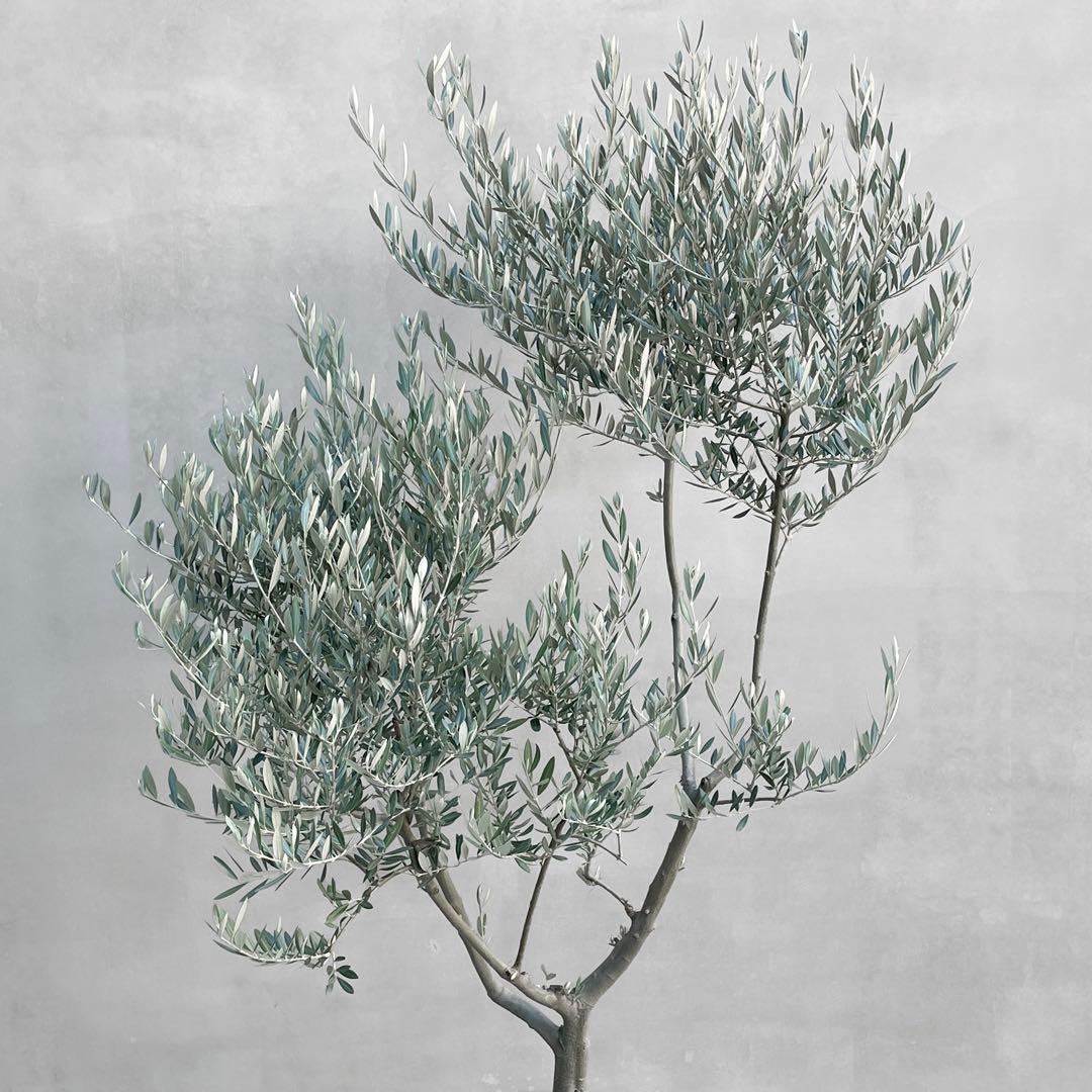 観葉植物 オリーブ SOUJU 175cm 10号