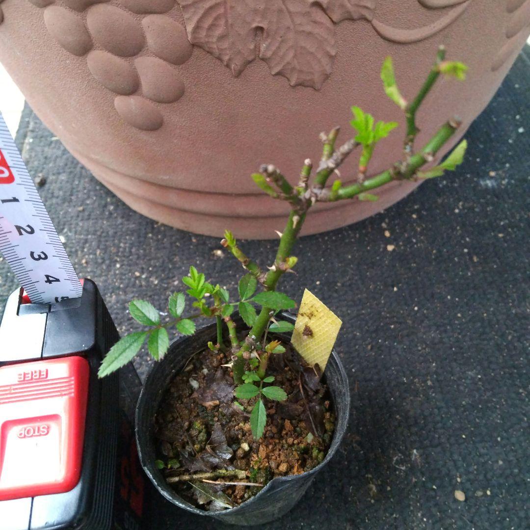 野薔薇 抜き苗 ノイバラ ピンク × 白グラデーション小花 - メルカリ