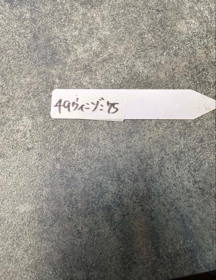 同梱 ナマクアナム　405 ウィンゾリー 49