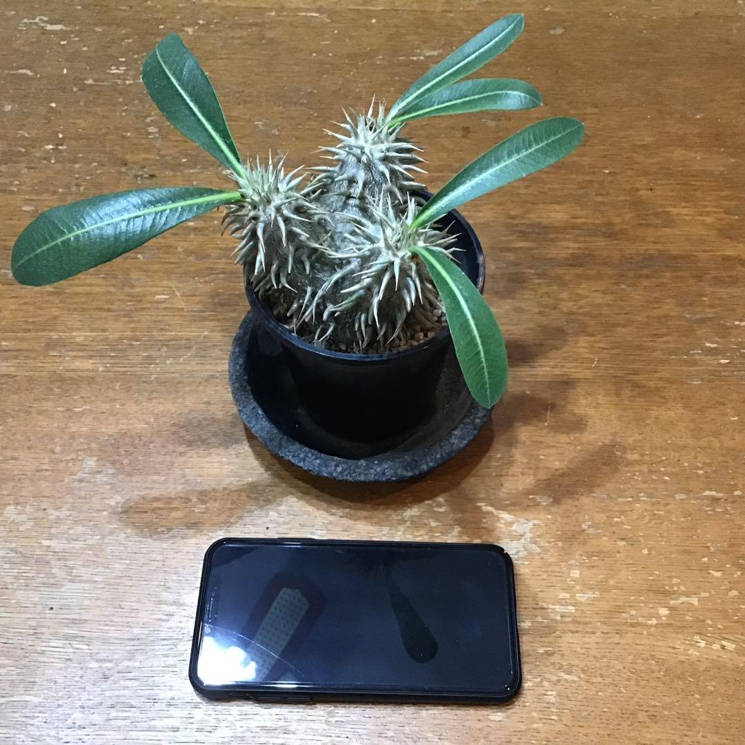 パキポディウム　　エブレネウム　　実生