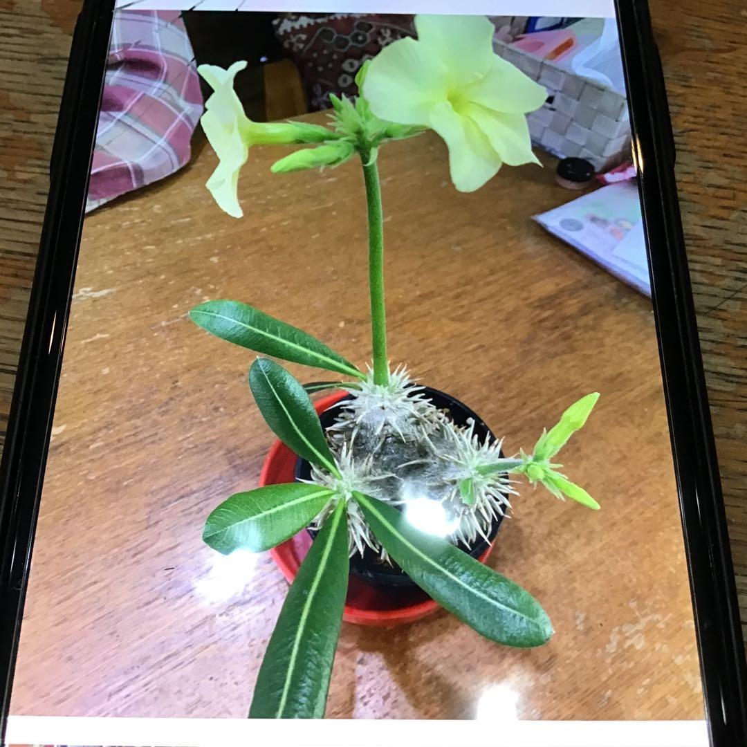 パキポディウム　　エブレネウム　　実生