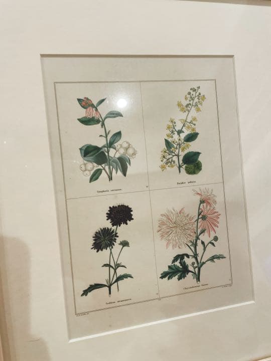 植物イラスト　ヴィンテージ　インテリアアート　額縁付き　壁掛け