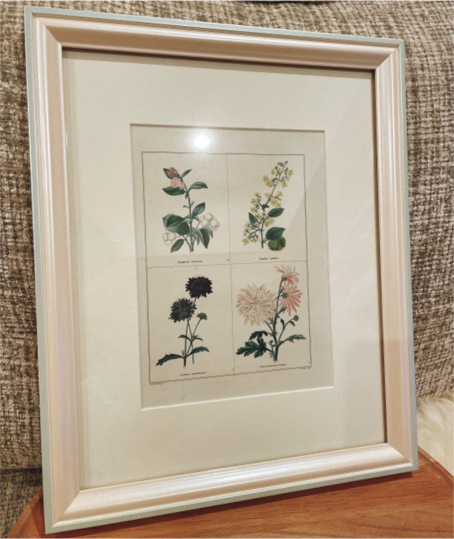 植物イラスト　ヴィンテージ　インテリアアート　額縁付き　壁掛け