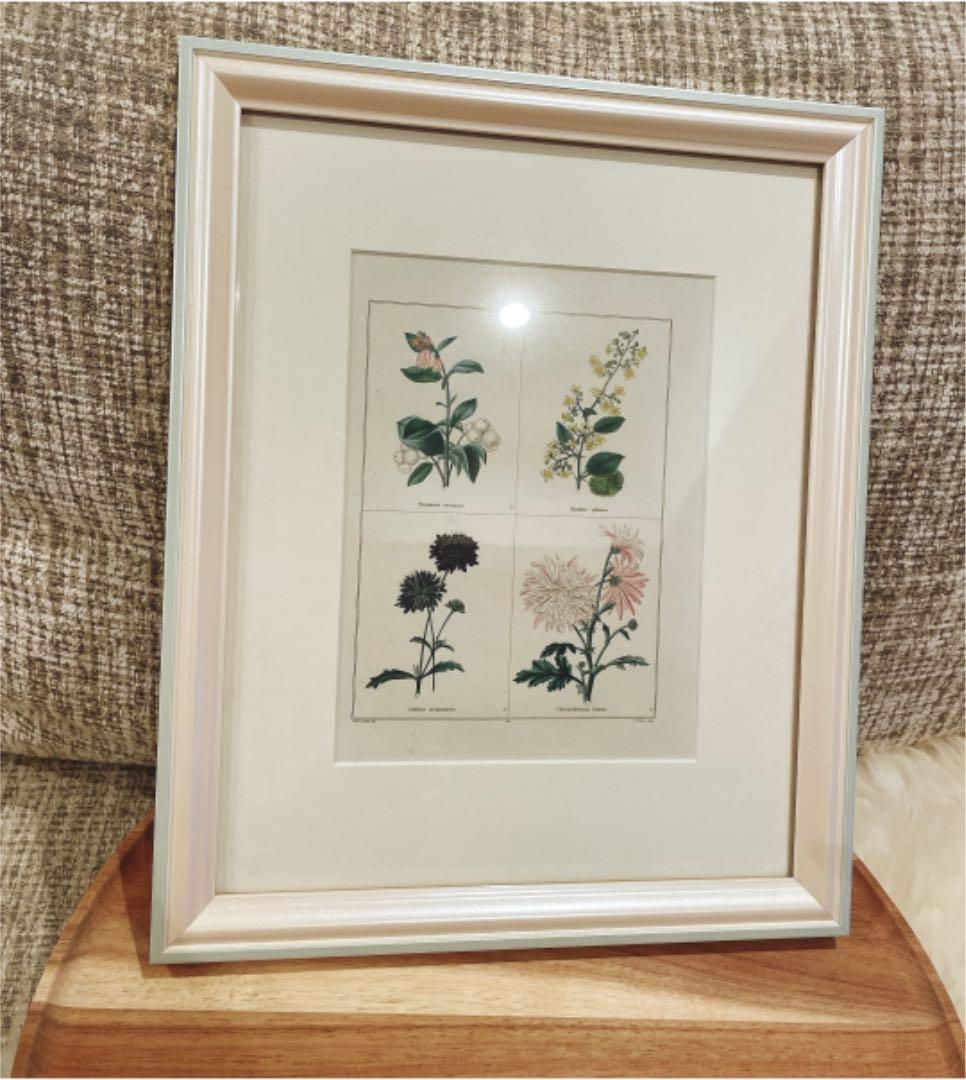 植物イラスト　ヴィンテージ　インテリアアート　額縁付き　壁掛け