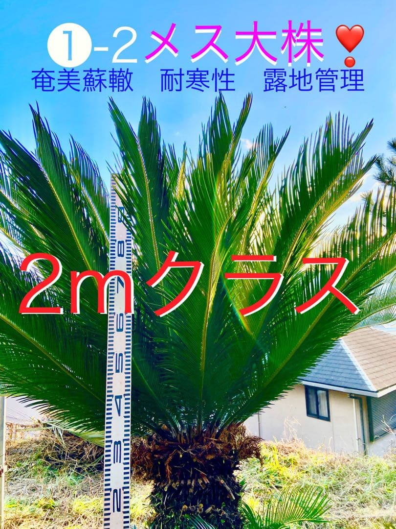 メス蘇轍2m 奄美大島大株　耐寒性